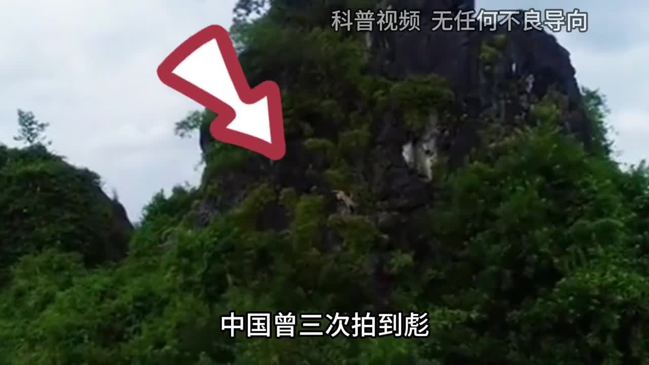 中国曾三次拍到彪彪是什么动物真能轻松杀死老虎吗1