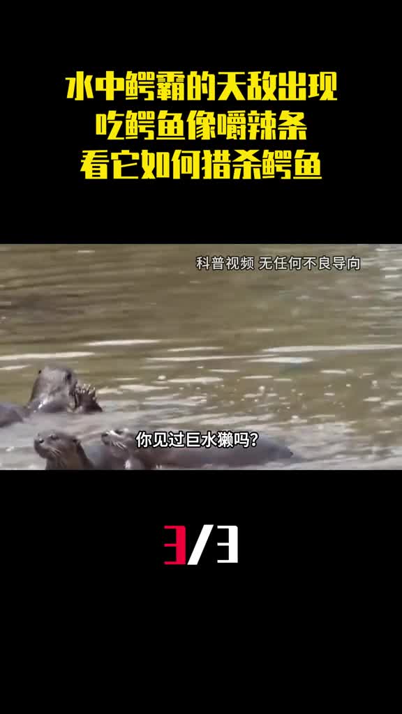 水中鳄霸的天敌出现了吃鳄鱼像嚼辣条看它如何猎杀鳄鱼3