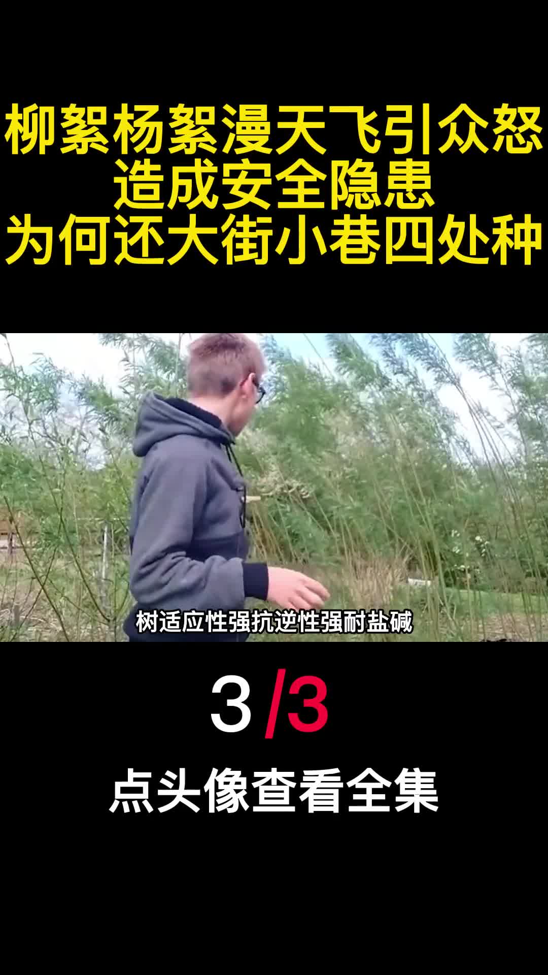 柳絮杨絮漫天飞引众怒造成安全隐患为何还大街小巷四处种3