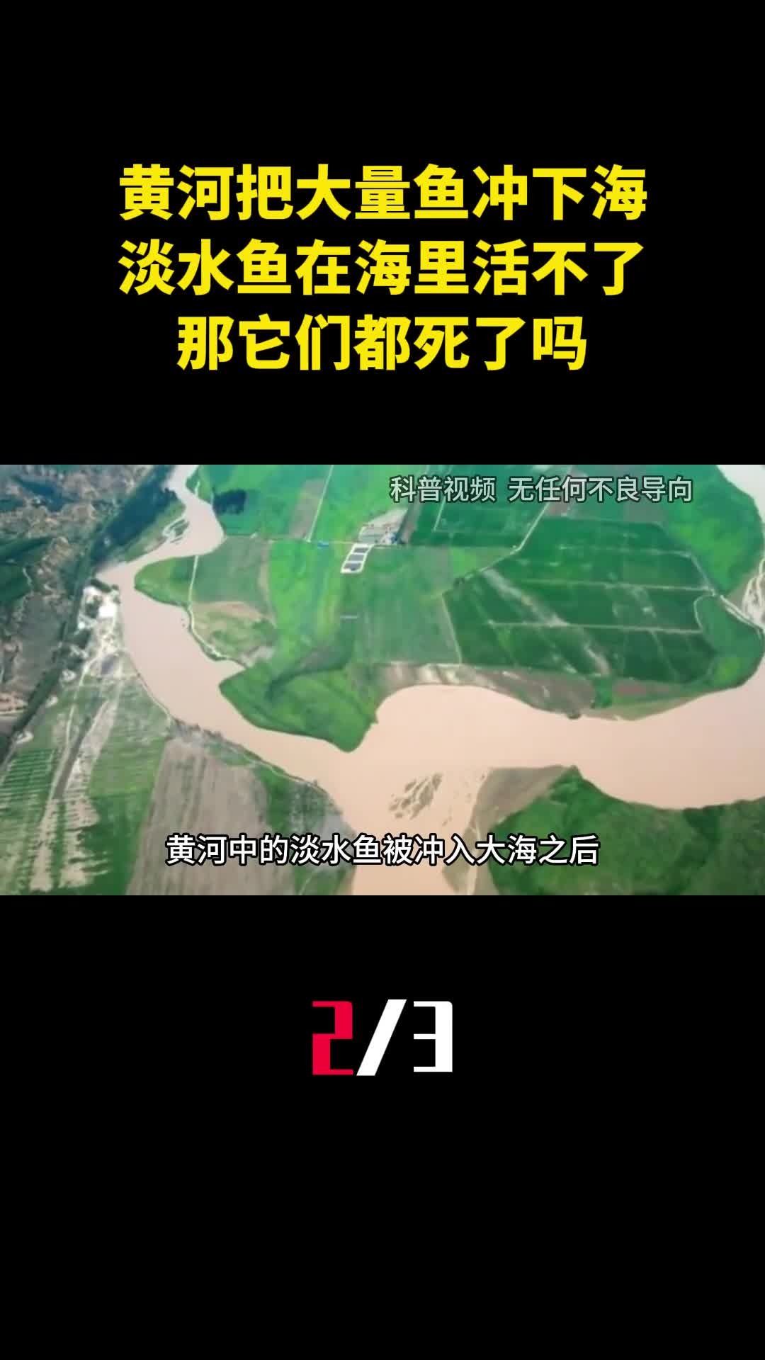 黄河每天把大量鱼冲下海淡水鱼在海里活不了那它们都死了吗2