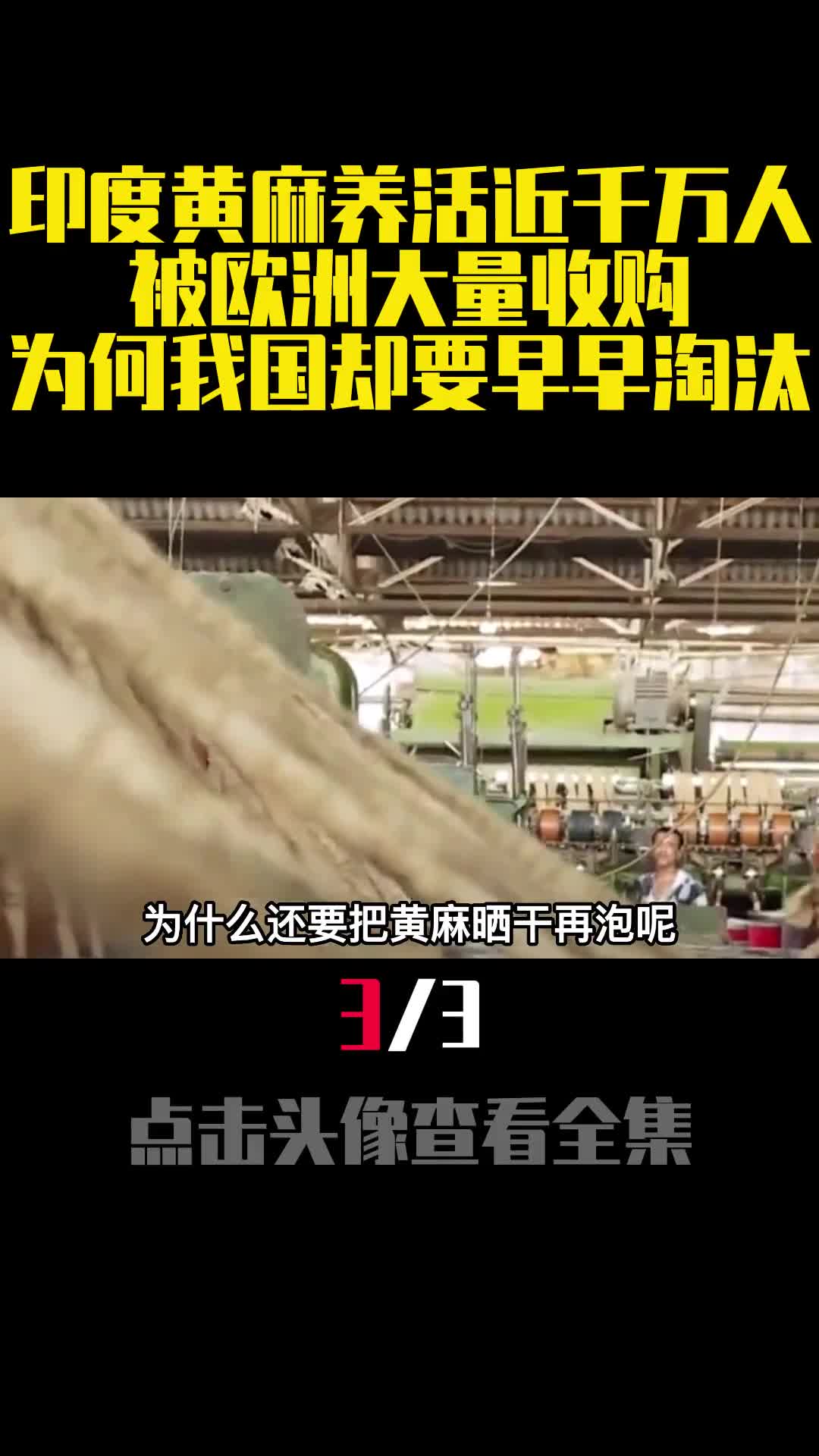 印度黄麻养活近千万人被欧洲大量收购为何我国却要早早淘汰3