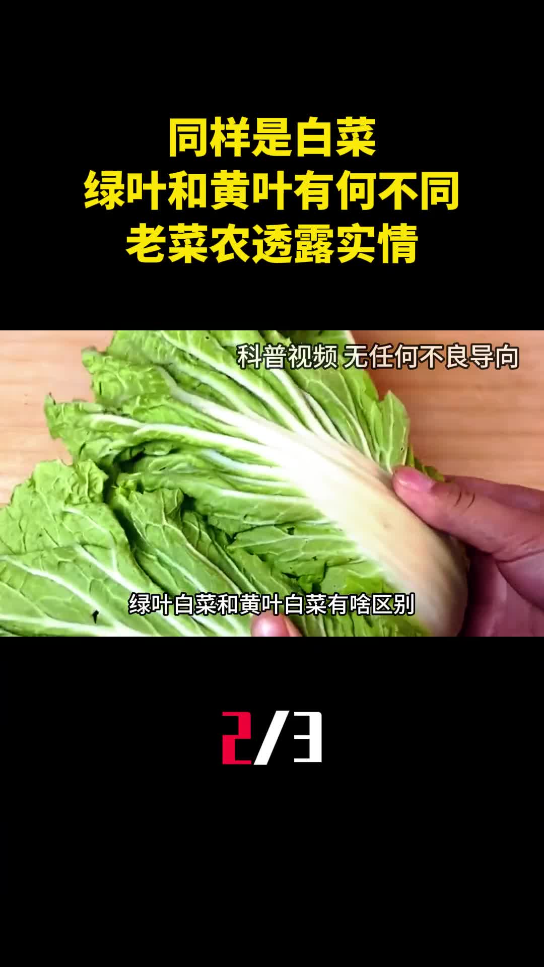 同样是白菜绿叶和黄叶有什么不同老菜农透露实情2