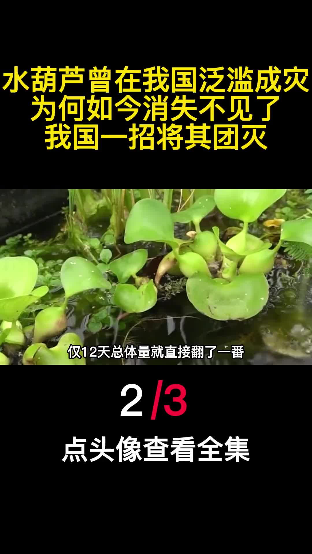 水葫芦曾在我国泛滥成灾为何如今消失不见了我国一招将其团灭2