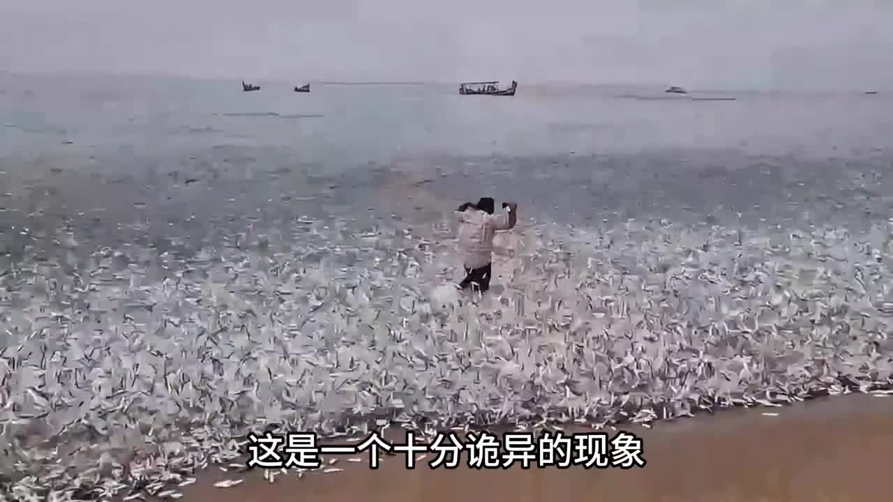 这是一个十分诡异的现象大海中的小鱼不顾危险纷纷跃出海面