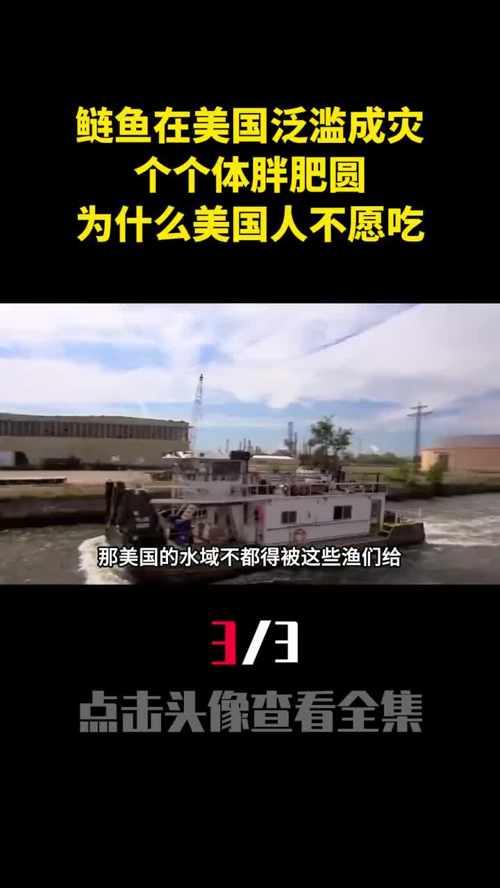 鲢鱼在美国泛滥成灾个个体胖肥圆为什么美国人不愿吃3