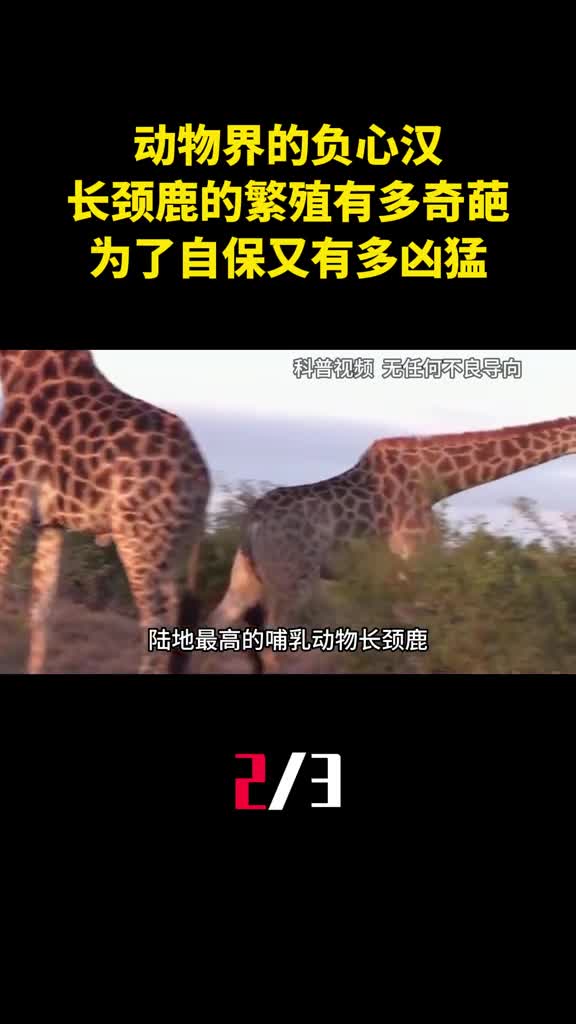 动物界的负心汉长颈鹿的繁殖有多奇葩为了自保又有多凶猛2