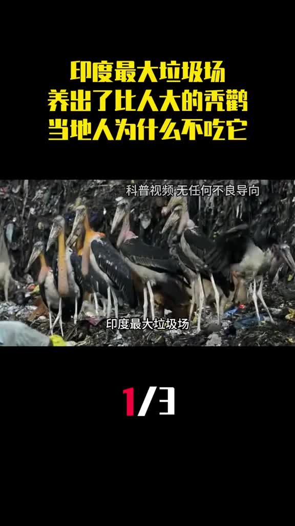 印度最大垃圾场养出了比人还大的秃鹳当地人为什么不吃它1