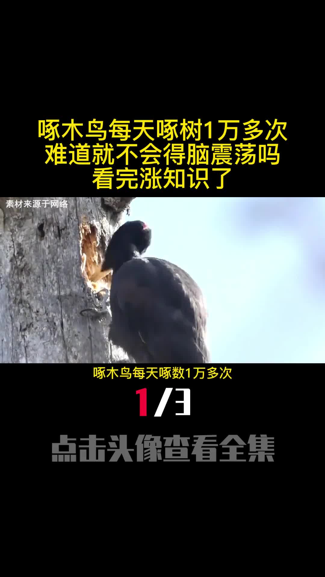 啄木鸟每天啄树1万多次难道就不会得脑震荡吗看完涨知识了1