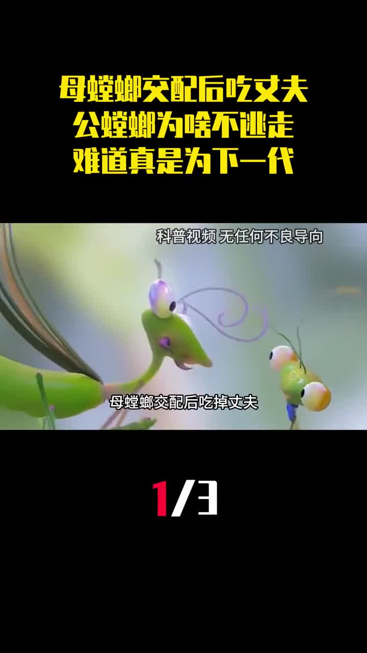 母螳螂交配后吃掉丈夫公螳螂为啥不逃走难道真是为了下一代1