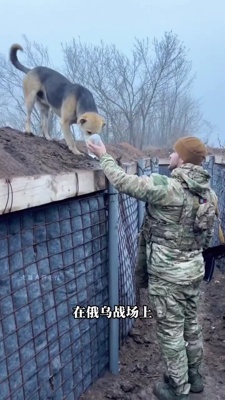 为什么战士们乐于救助战场上的小动物为什么养只猫是他们最大的愿望