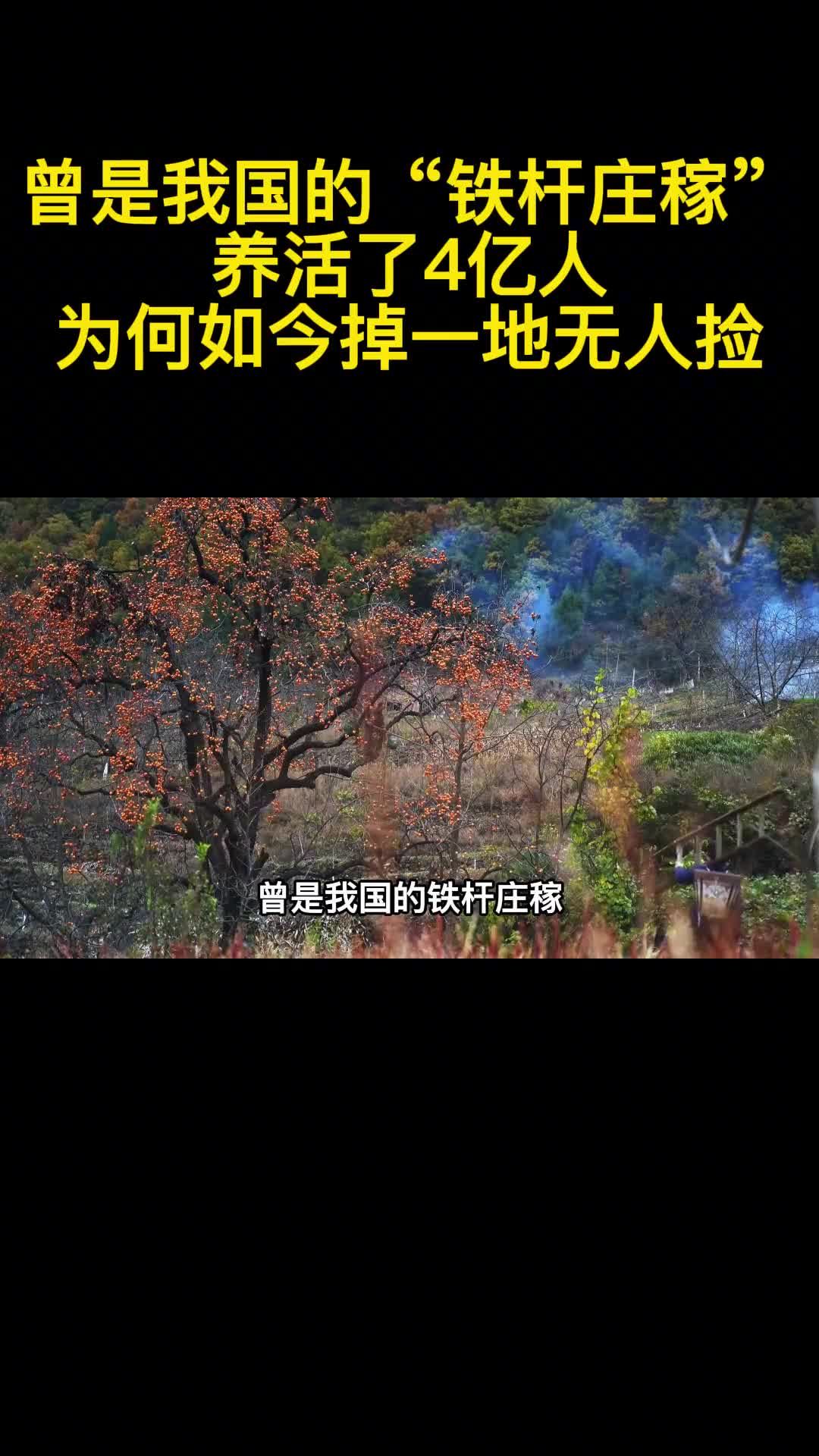 曾是我国的铁杆庄稼养活了4亿人为何如今掉一地无人捡1