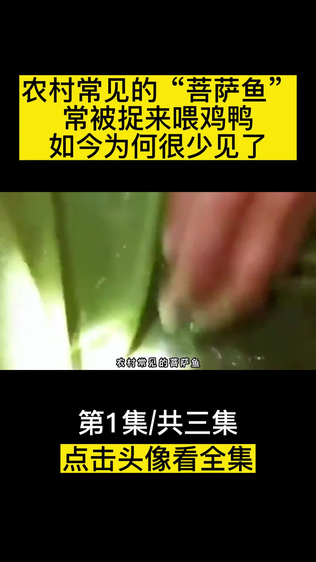 农村常见的菩萨鱼常被捉来喂鸡鸭如今为何很少见了