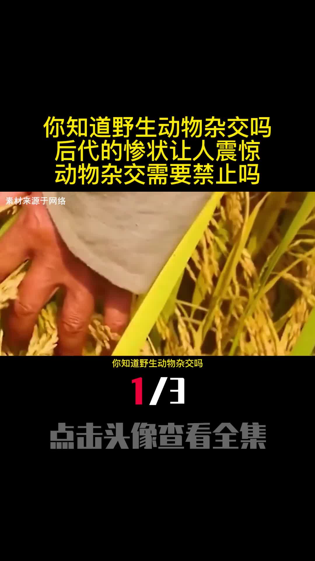 你知道野生动物杂交吗后代的惨状让人震惊动物杂交需要禁止吗1