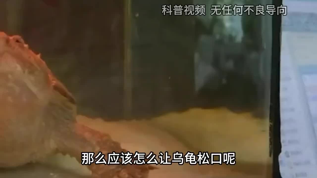 一旦被乌龟咬住手为何乌龟打死也不肯松口该怎样让它松口3