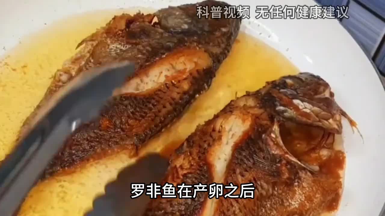 广东罗非鱼泛滥唾手可得的鱼为什么连吃货都不爱吃2