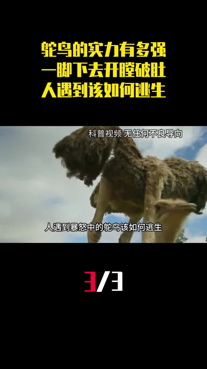鸵鸟的实力有多强一脚下去开膛破肚人遇到该如何逃生3