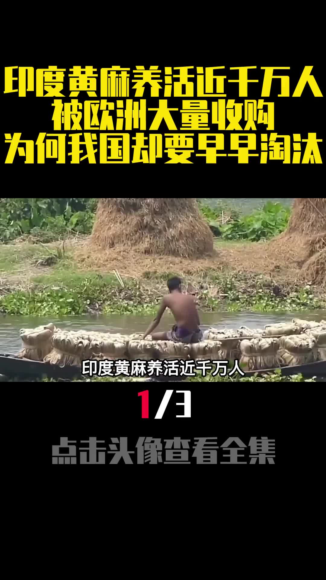 印度黄麻养活近千万人被欧洲大量收购为何我国却要早早淘汰1