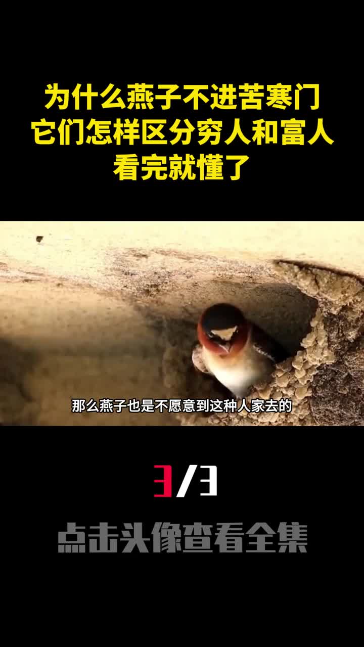 为什么燕子不进苦寒门它们怎样区分穷人和富人看完就懂了3