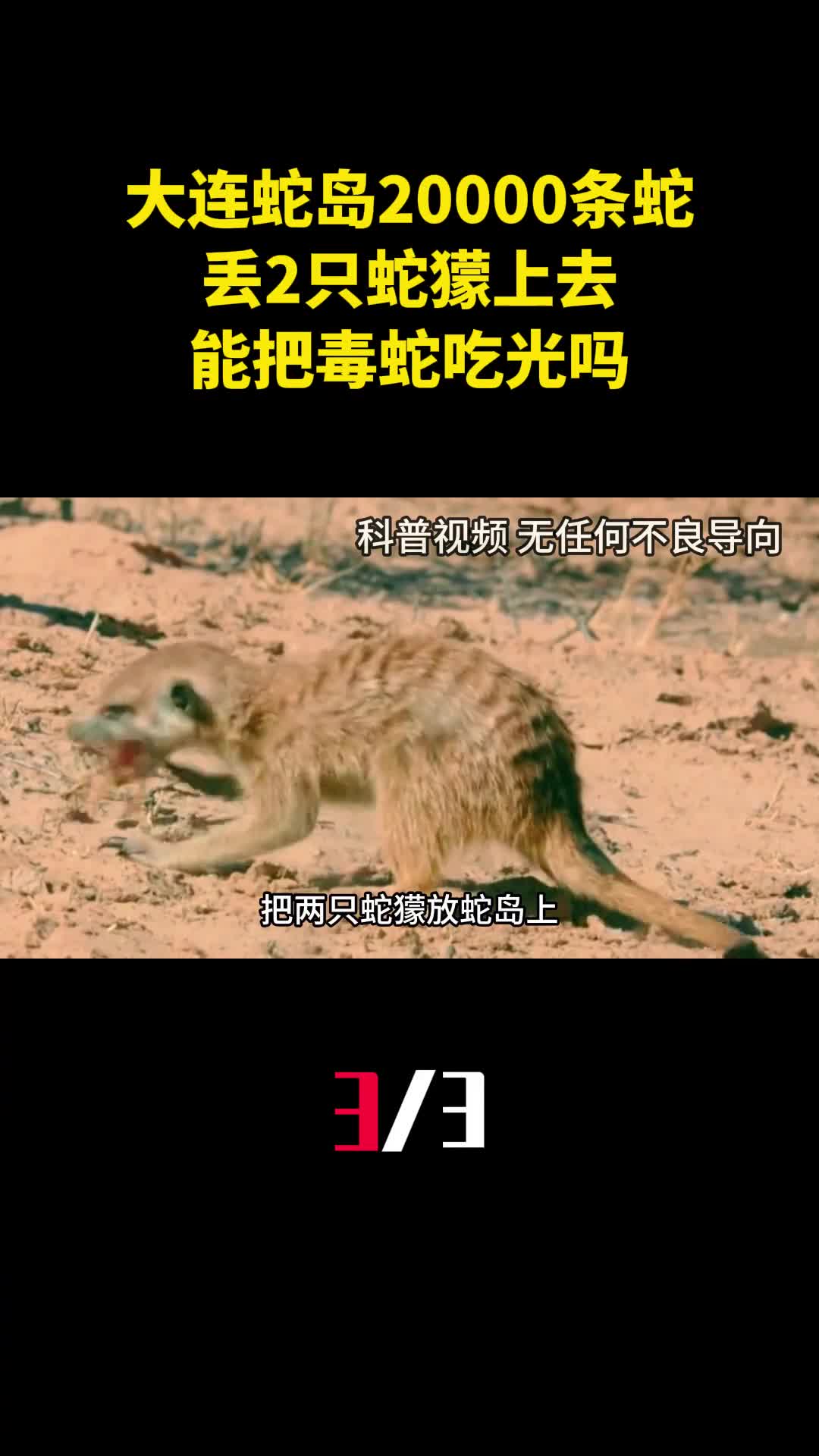 大连蛇岛盘踞20000条毒蛇丢2只蛇獴上去能把毒蛇吃光吗3