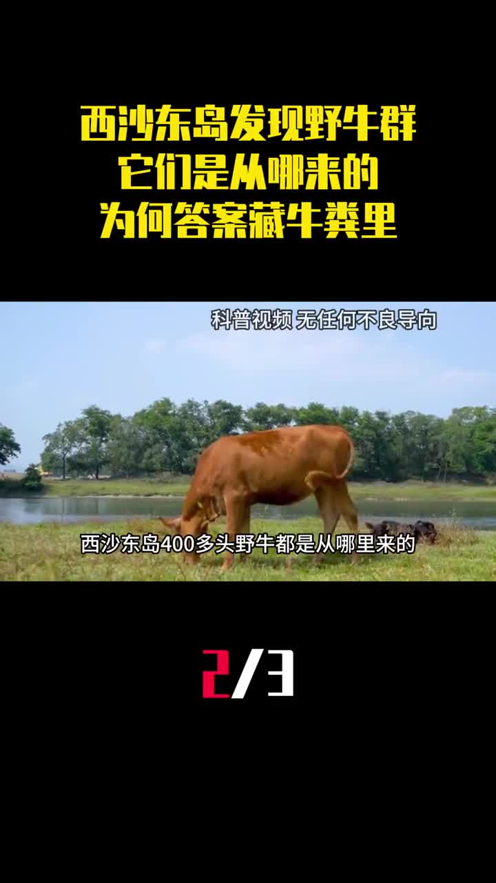 西沙东岛发现神秘野牛群它们是从哪来的为何答案藏牛粪里2