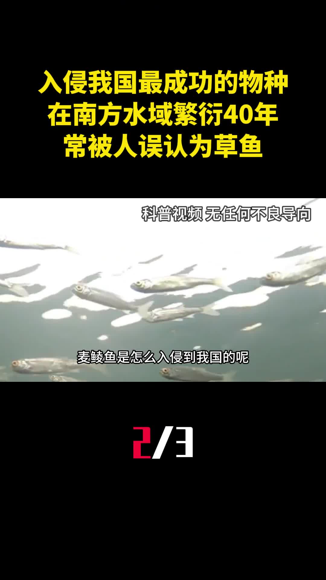 入侵我国最成功的物种在南方水域繁衍40年常被人误认为草鱼2
