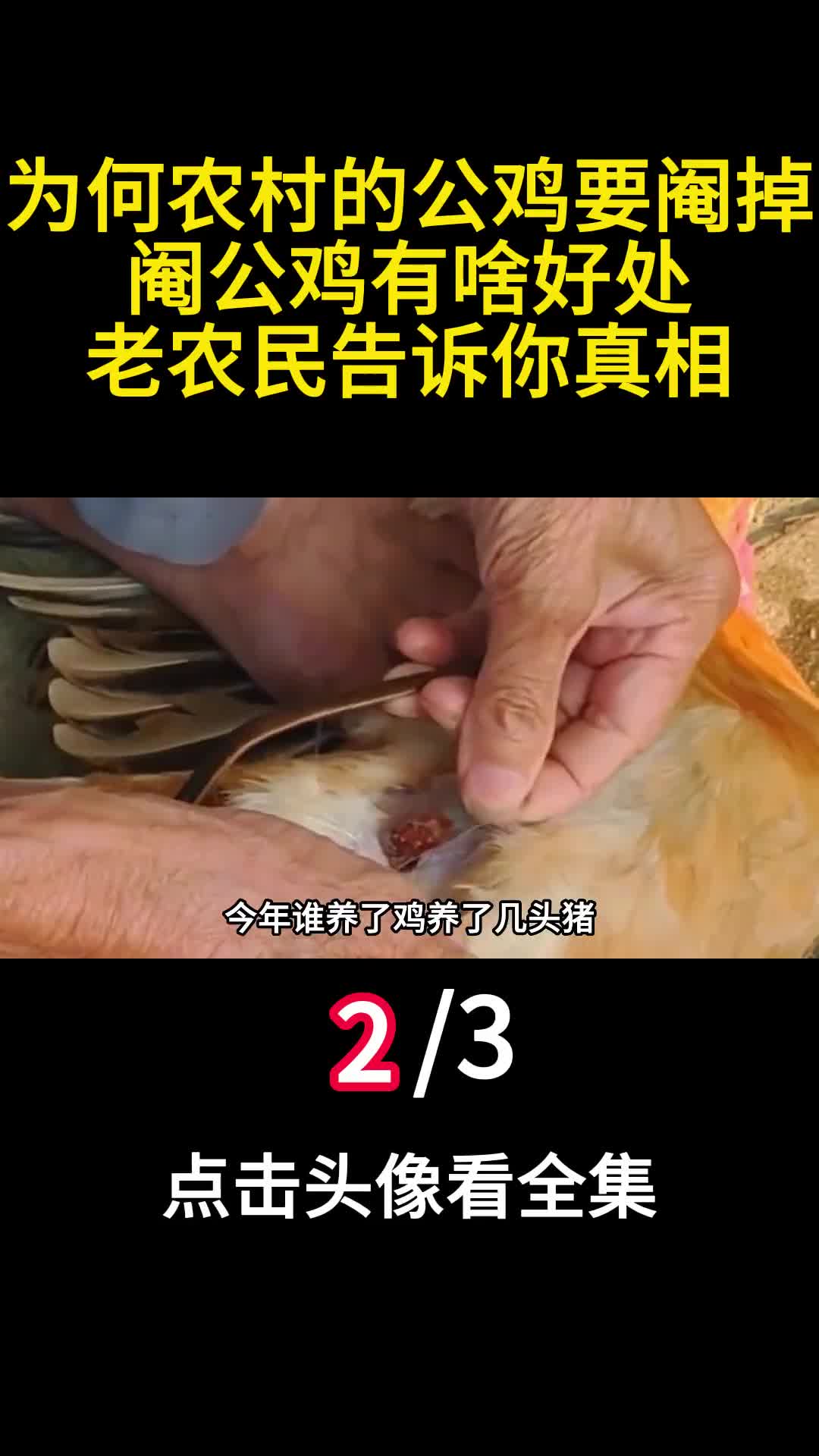 为何农村的公鸡要阉掉阉公鸡有啥好处老农民告诉你真相2