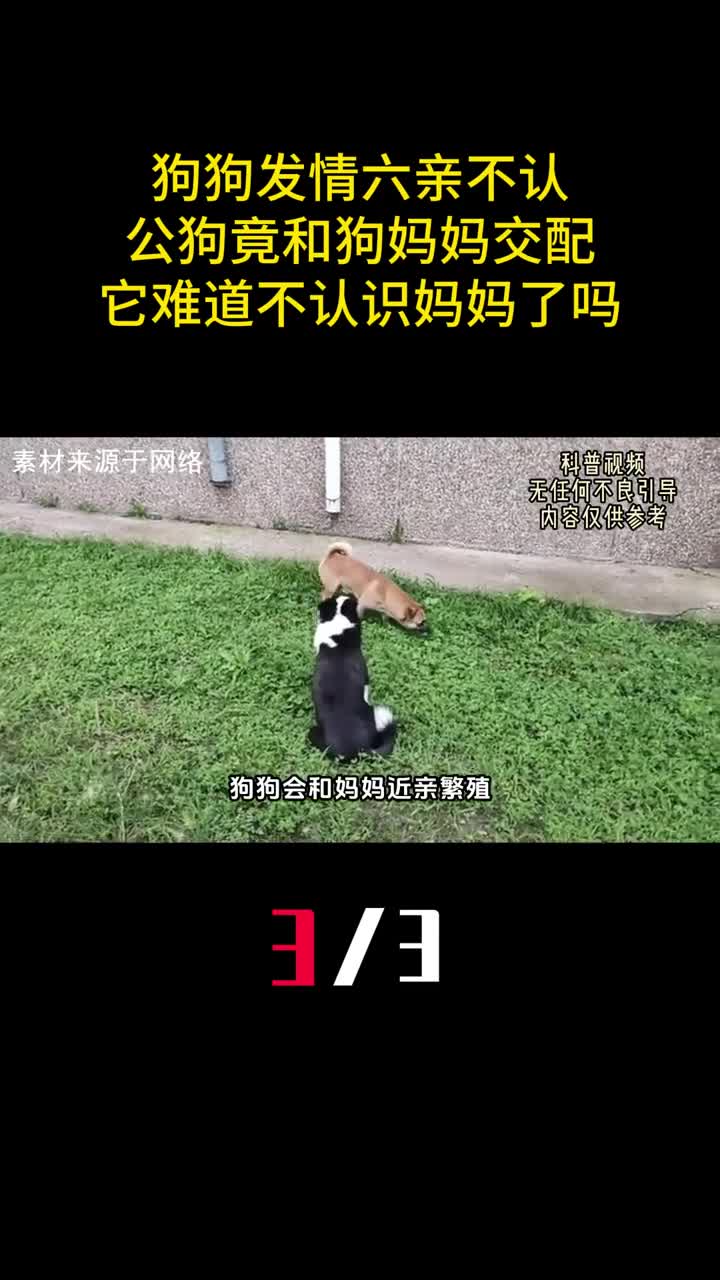 狗狗发情六亲不认公狗竟和狗妈妈交配它难道不认识妈妈了吗3