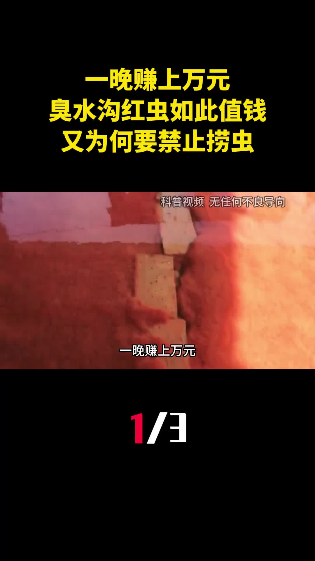 一晚赚上万元为啥臭水沟里的红虫如此值钱又为何要禁止捞虫1