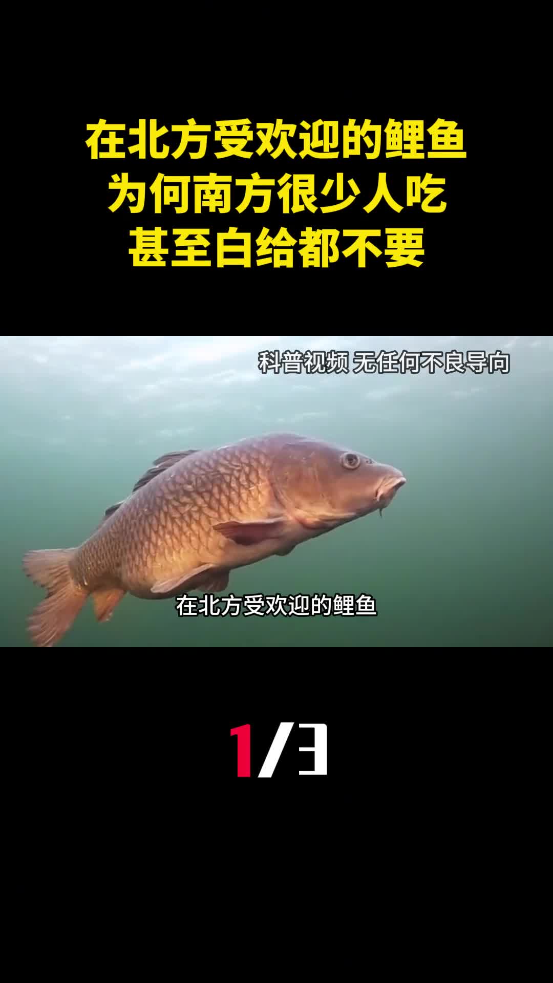 在北方受欢迎的鲤鱼为何南方很少人吃甚至白给都不要1