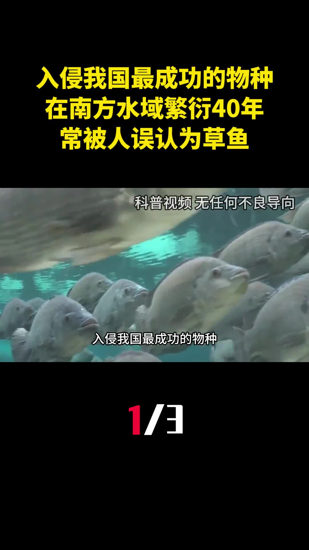 入侵我国最成功的物种在南方水域繁衍40年常被人误认为草鱼1