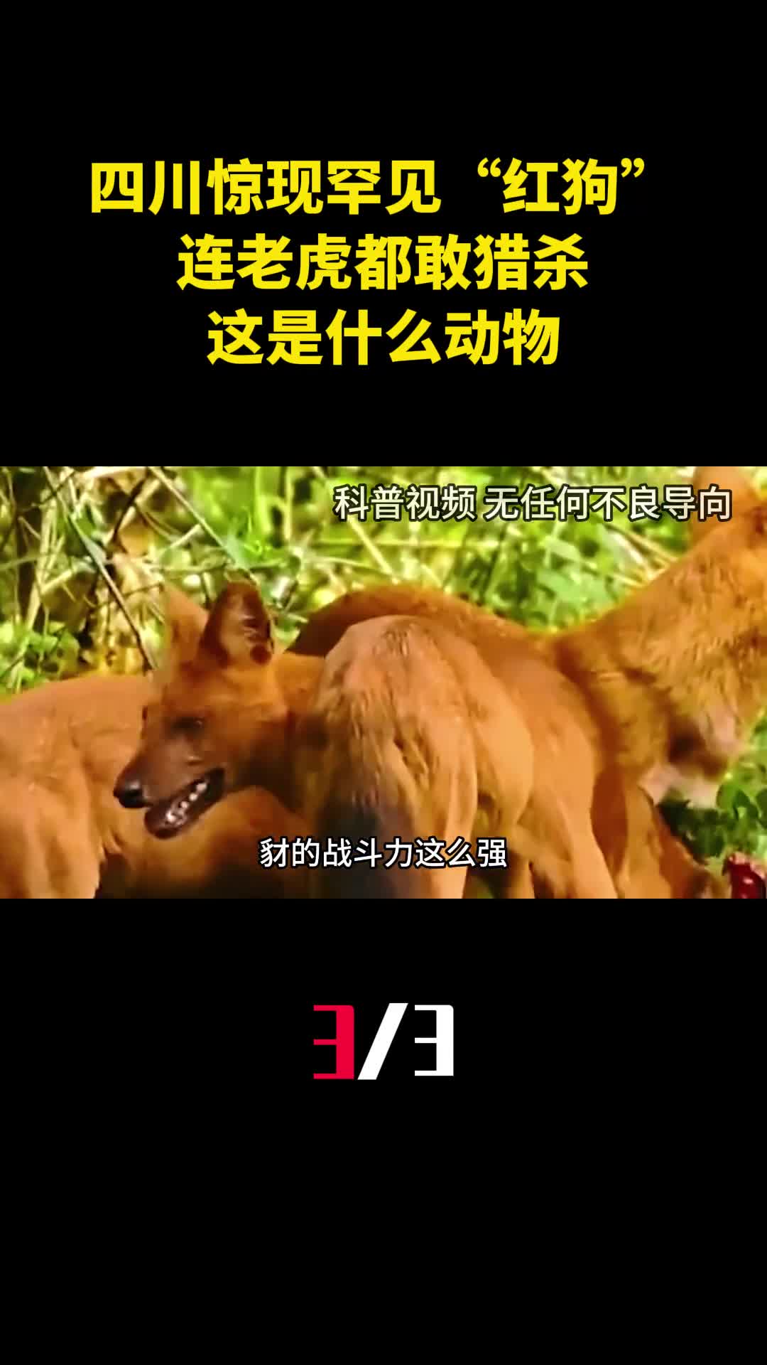 四川惊现罕见红狗连老虎都敢猎杀这是什么动物3