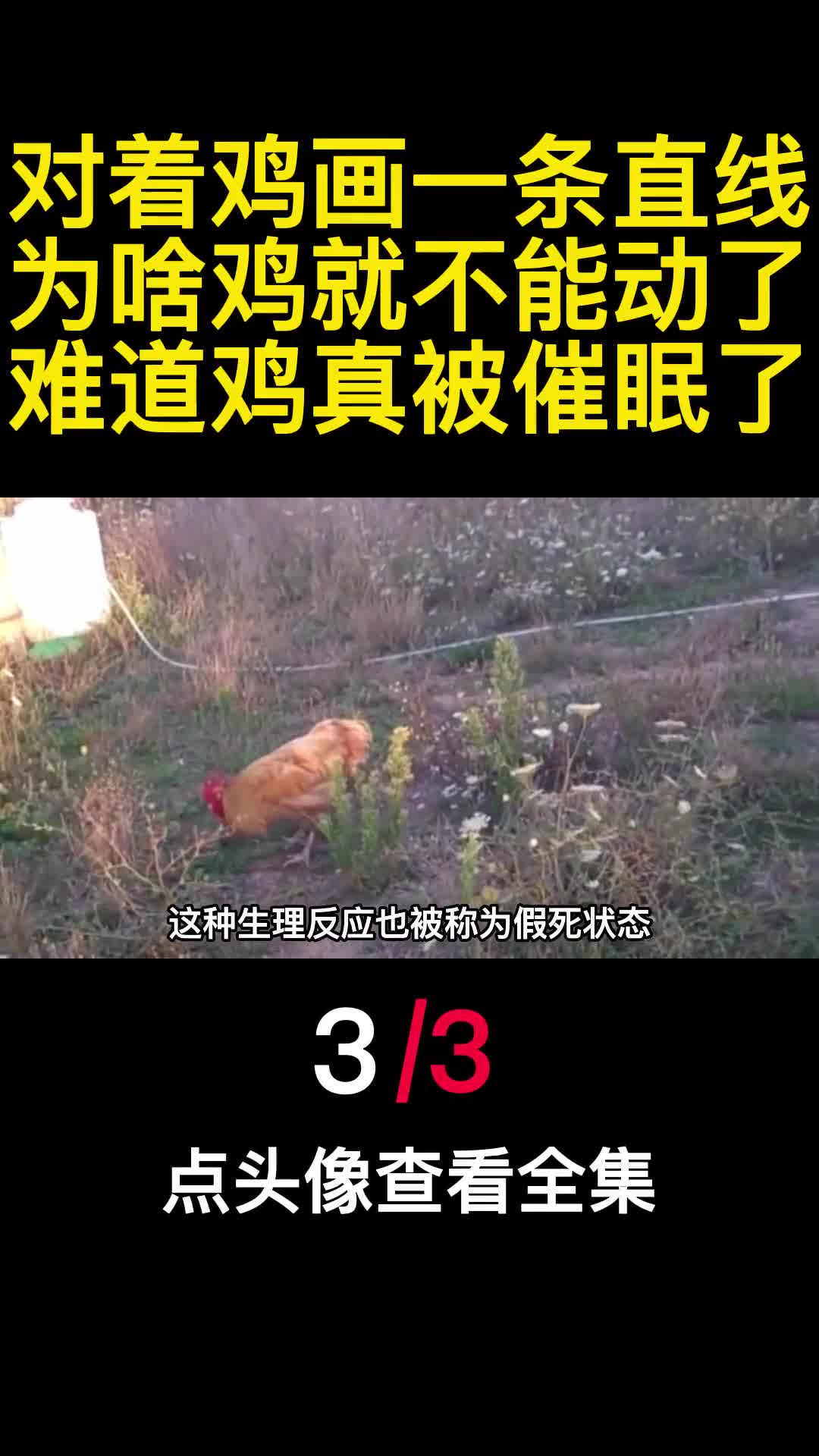对着鸡画一条直线为啥鸡就不能动了难道鸡真被催眠了3