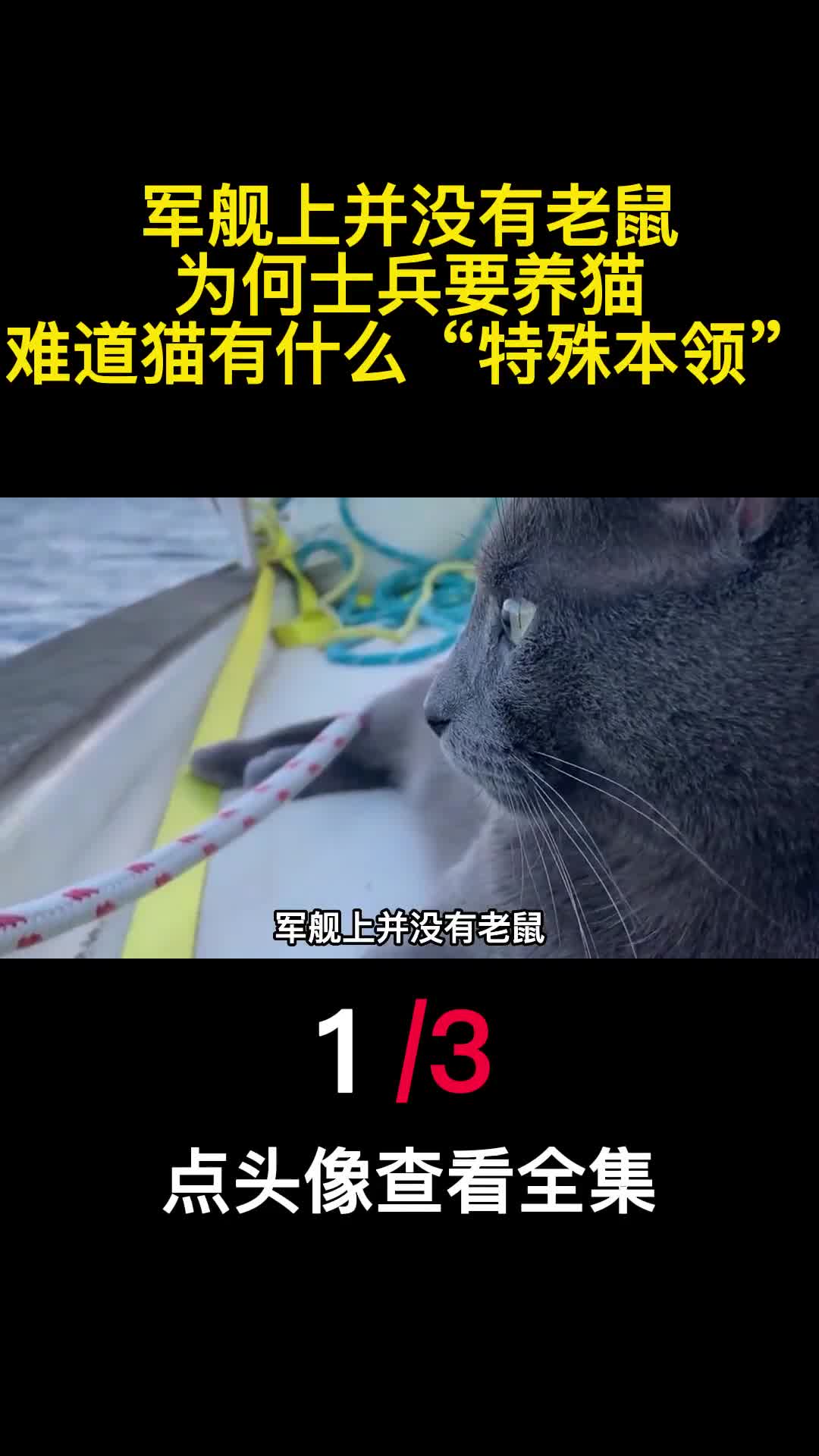 军舰上并没有老鼠为何士兵要养猫难道猫有什么特殊本领1