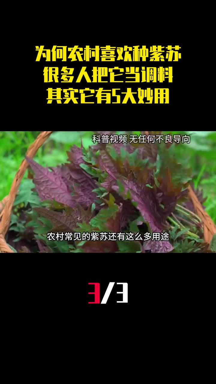 为什么农村喜欢种紫苏很多人把它当调料其实它有5大妙用3