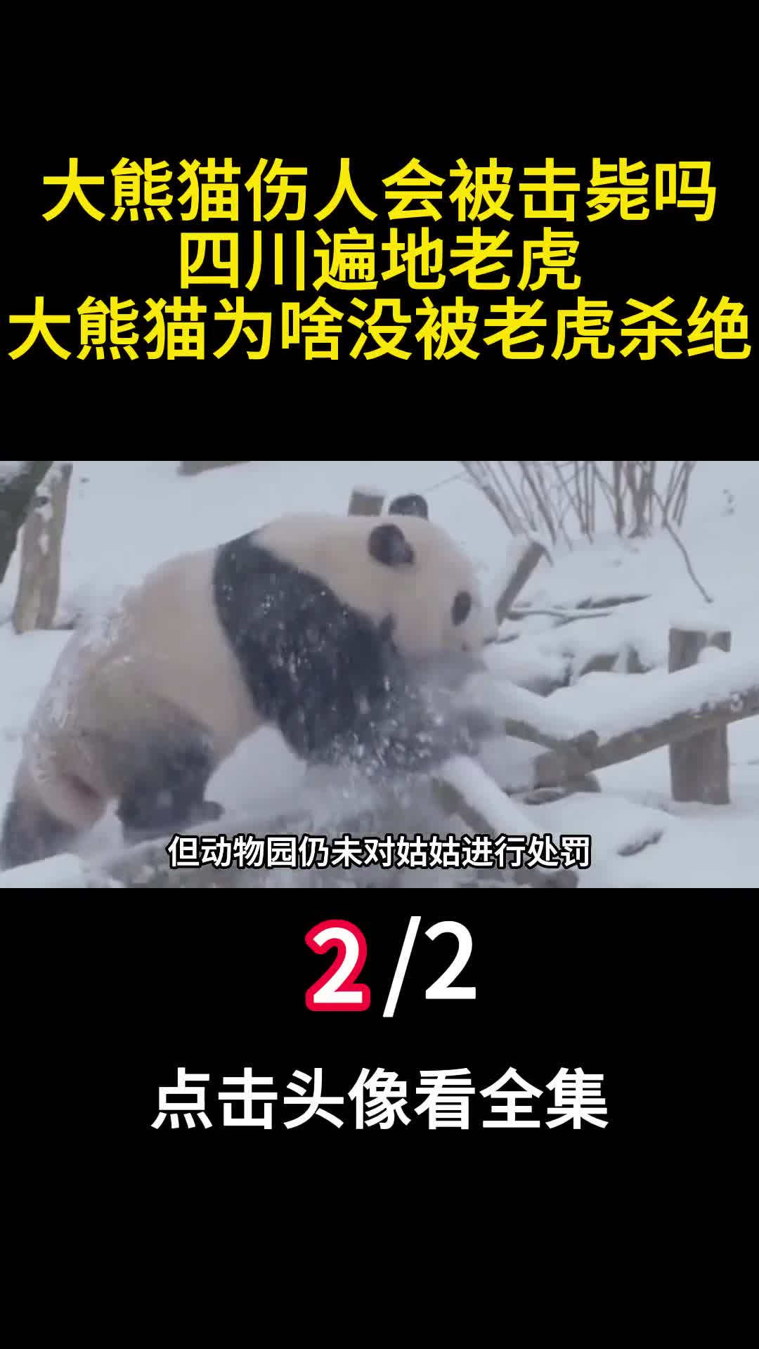 大熊猫伤人会被击毙吗四川遍地老虎大熊猫为啥没被老虎杀绝2