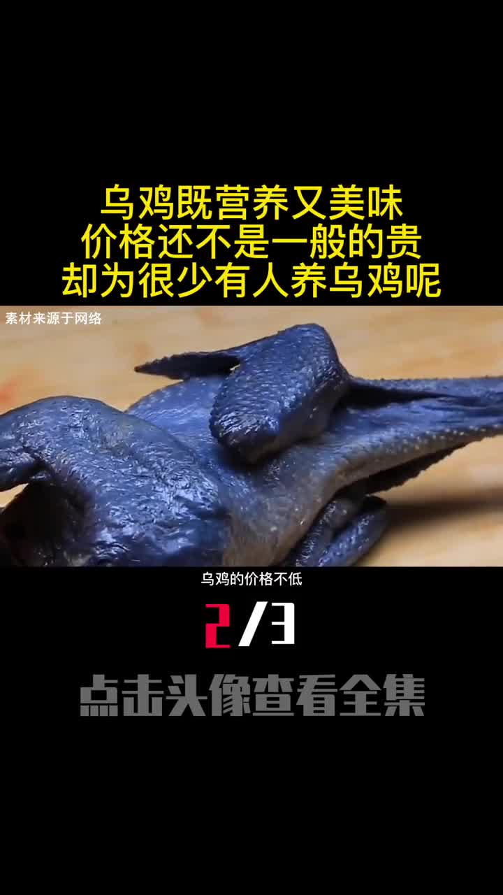 乌鸡既营养又美味价格还不是一般的贵却为很少有人养乌鸡呢2