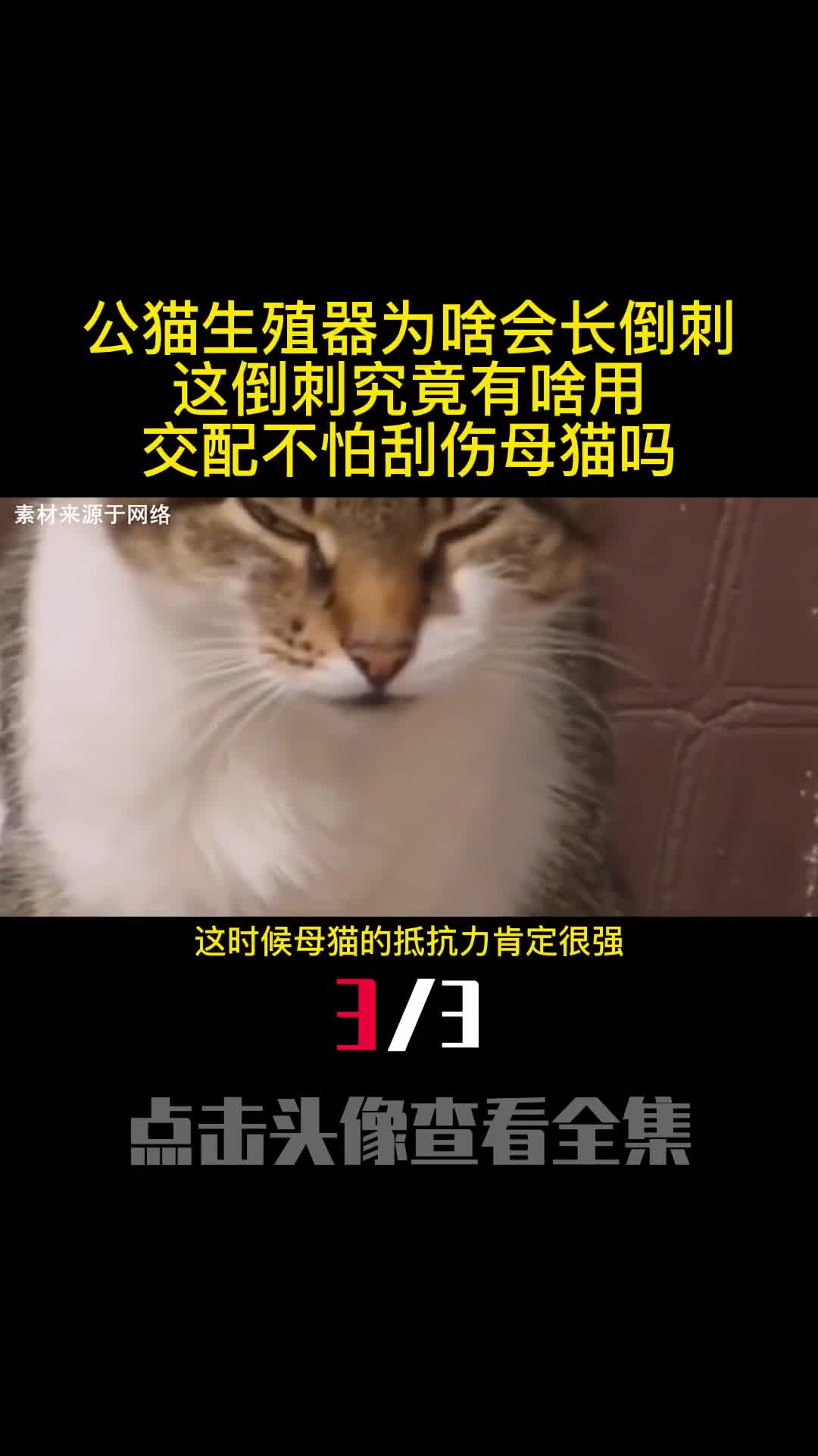 公猫生殖器为啥会长倒刺这倒刺究竟有啥用交配不怕刮伤母猫吗3