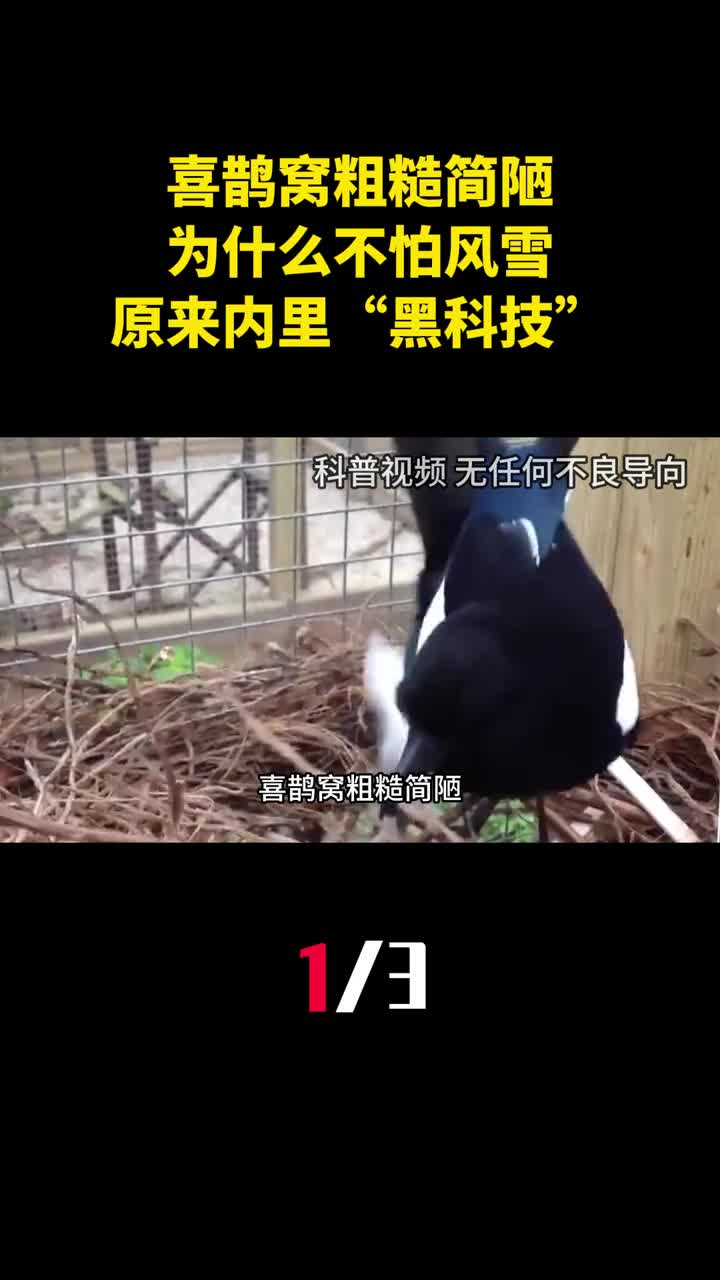 喜鹊窝粗糙简陋为什么不怕风雪原来内里满满黑科技1