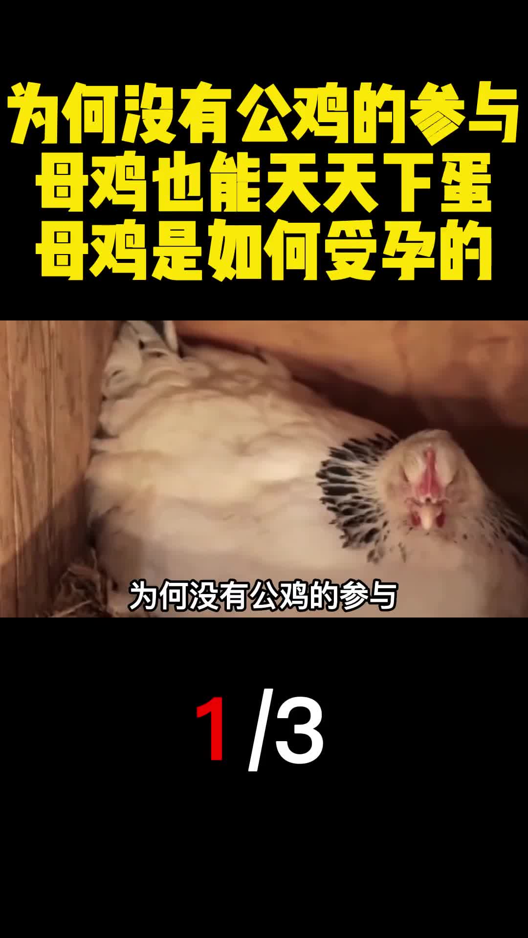 为何没有公鸡的参与母鸡也能天天下蛋母鸡是如何受孕的1