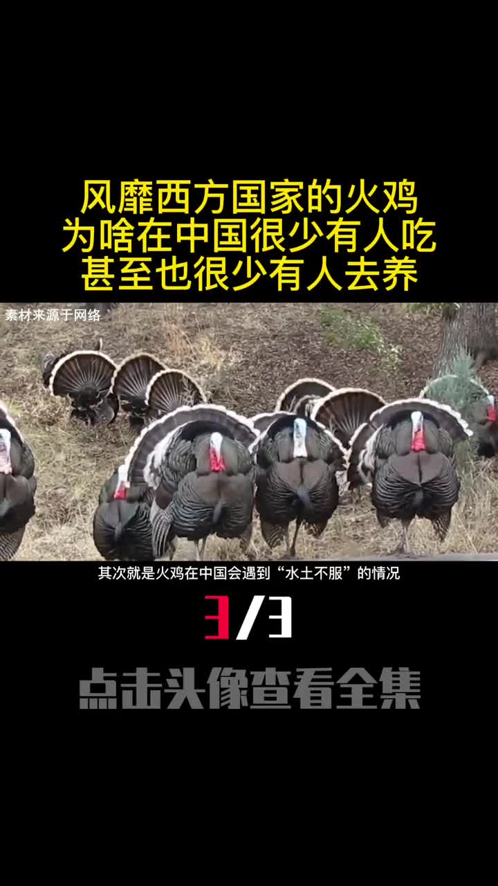 风靡西方国家的火鸡为啥在中国很少有人吃甚至也很少有人去养3