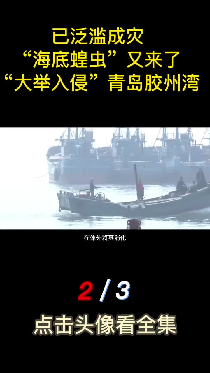 已泛滥成灾海底蝗虫又来了海星大举入侵青岛胶州湾