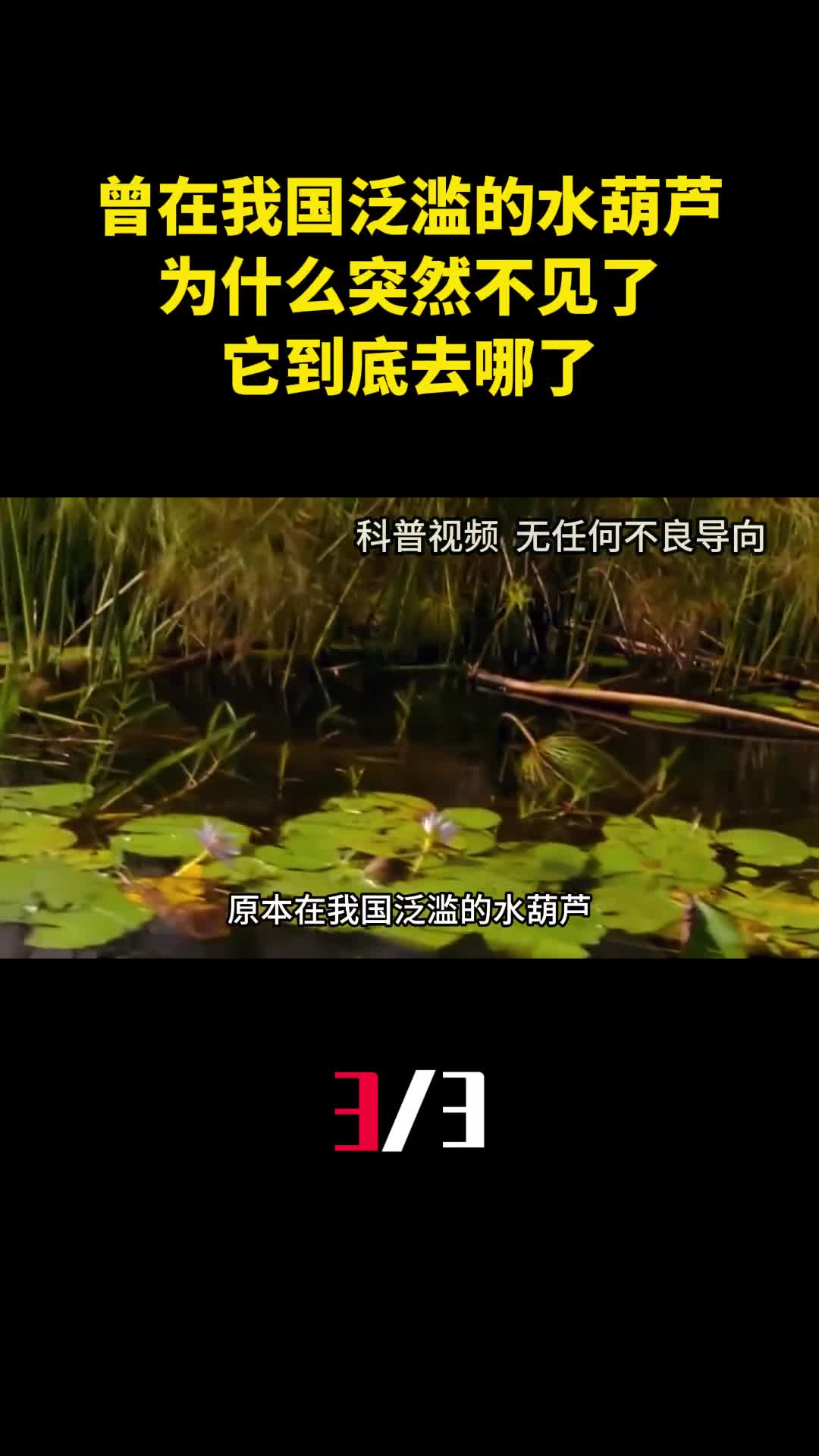 原本在我国泛滥的水葫芦为什么突然不见了它到底去哪了3