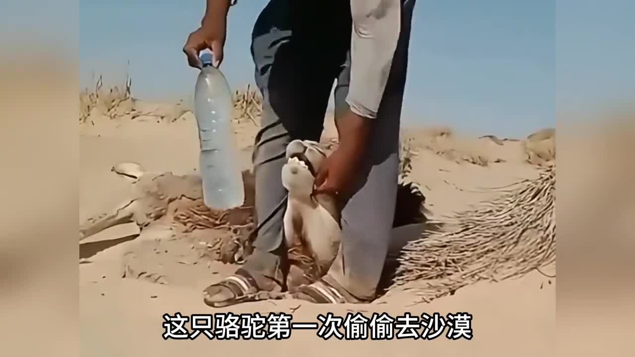这只骆驼第一次去沙漠却差点渴死过去