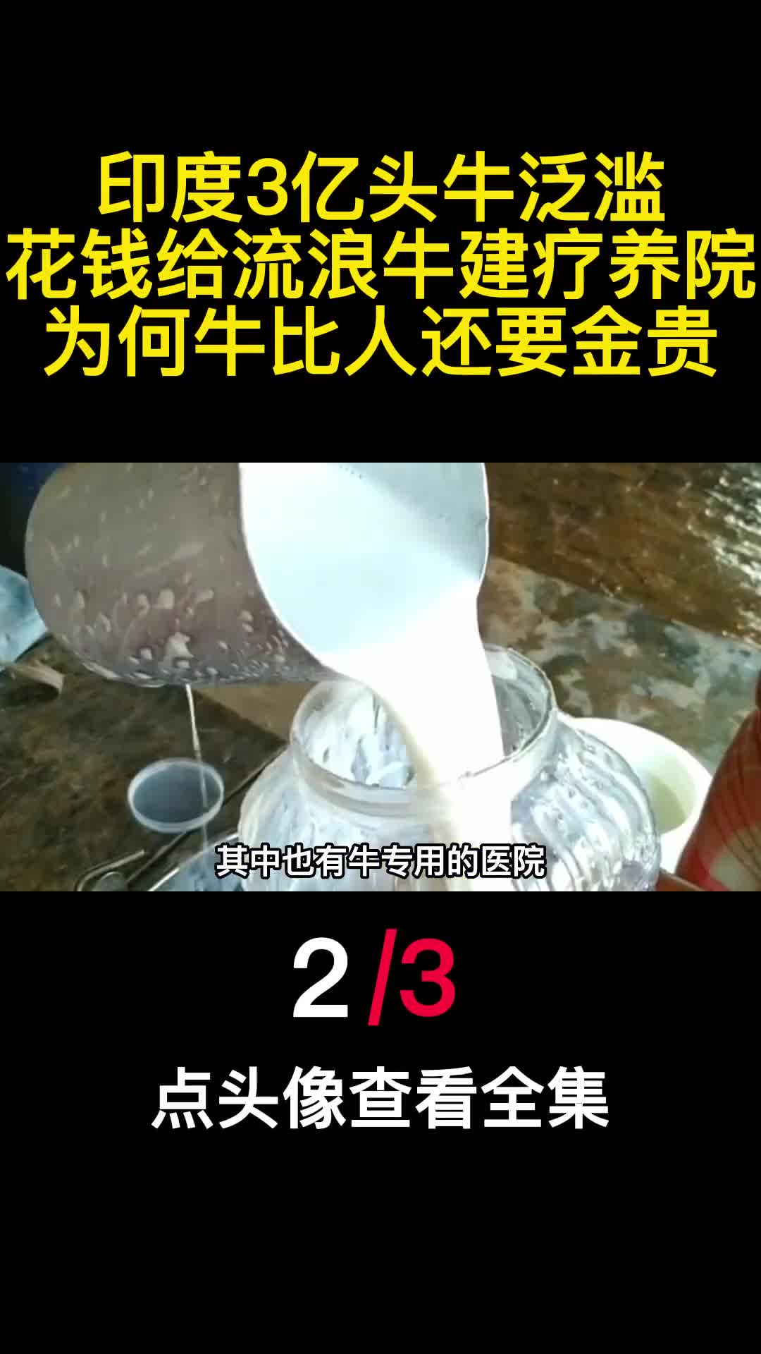 印度3亿头牛泛滥花钱给流浪牛建疗养院为何牛比人还要金贵2