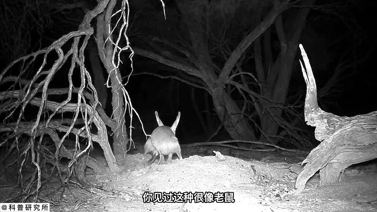 没人相信它存在的十种生物没几个朋友认识三