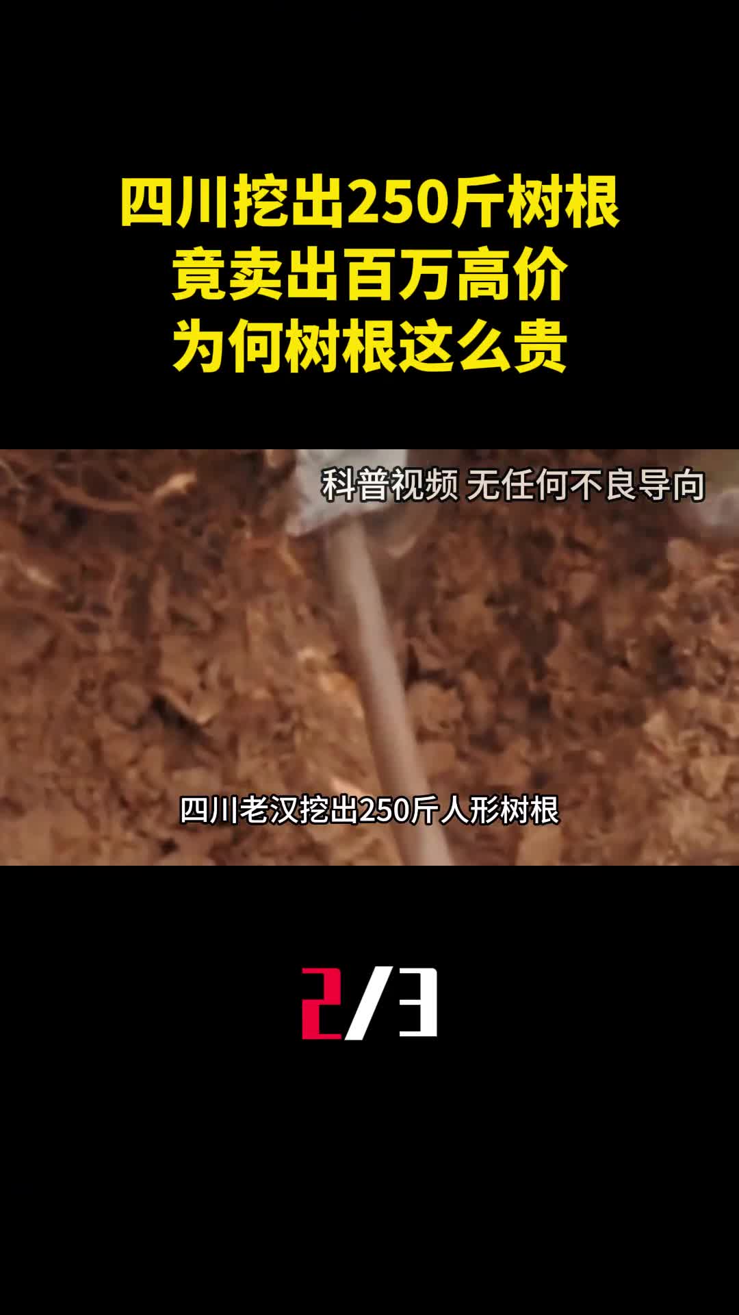 四川农民挖出250斤树根竟卖出百万高价为何树根这么贵2