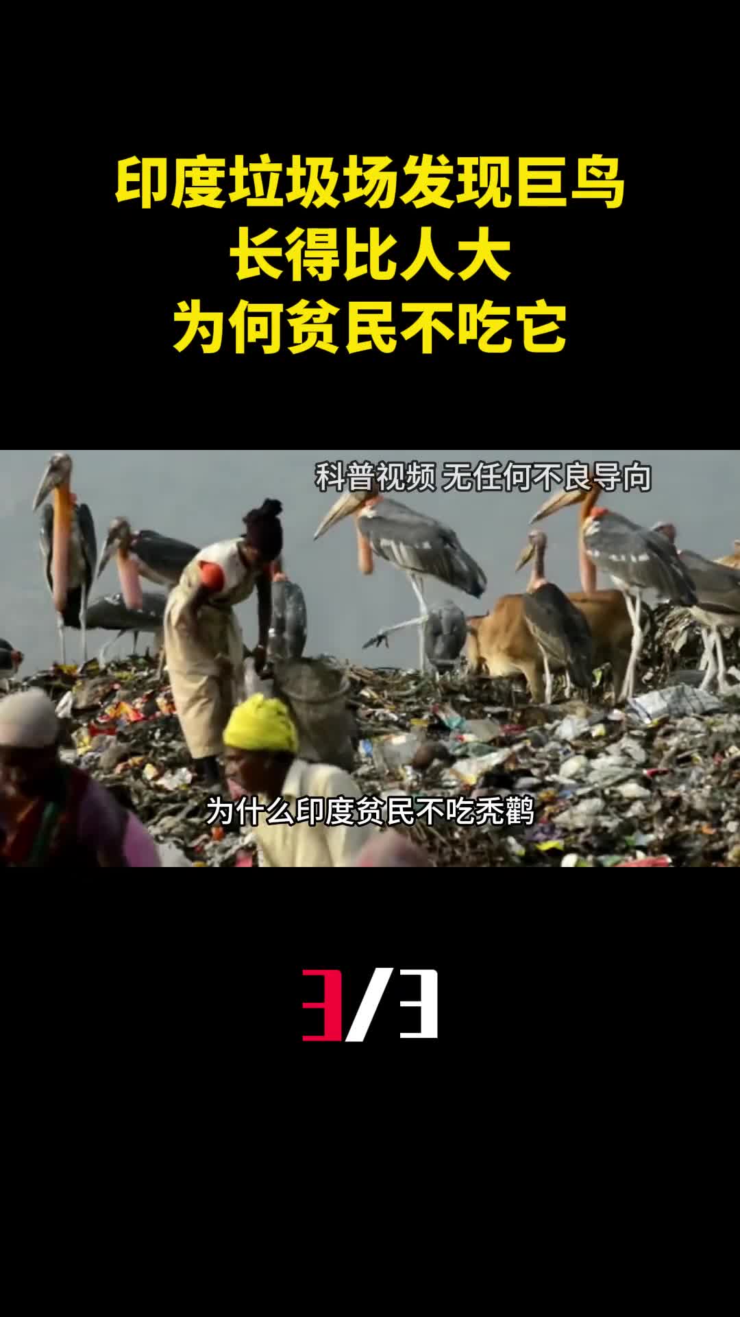 印度垃圾场发现巨鸟长得比人大为何贫民宁愿捡垃圾也不吃它3