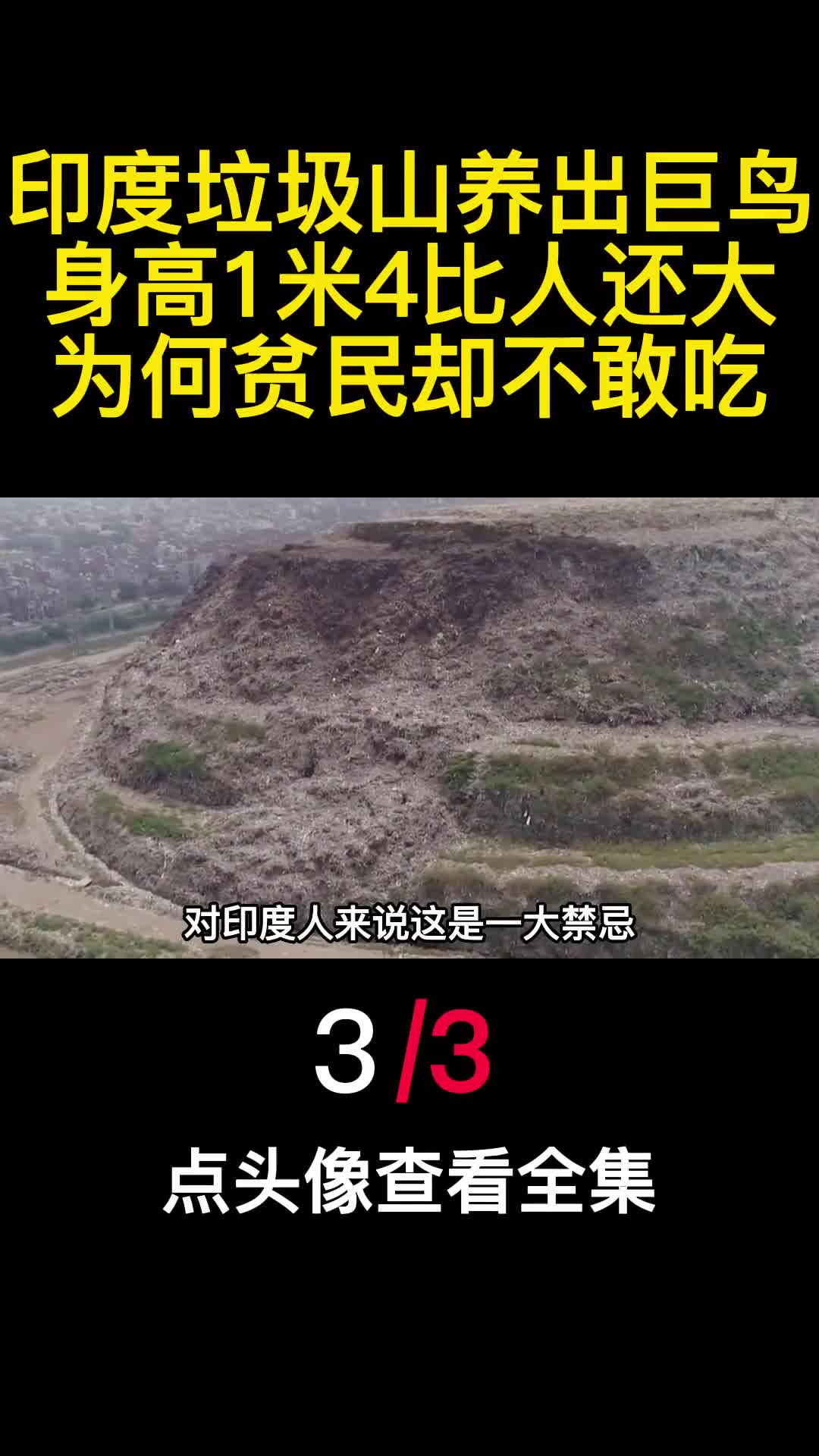 印度垃圾山养出巨鸟身高1米4比人还大为何贫民却不敢吃3