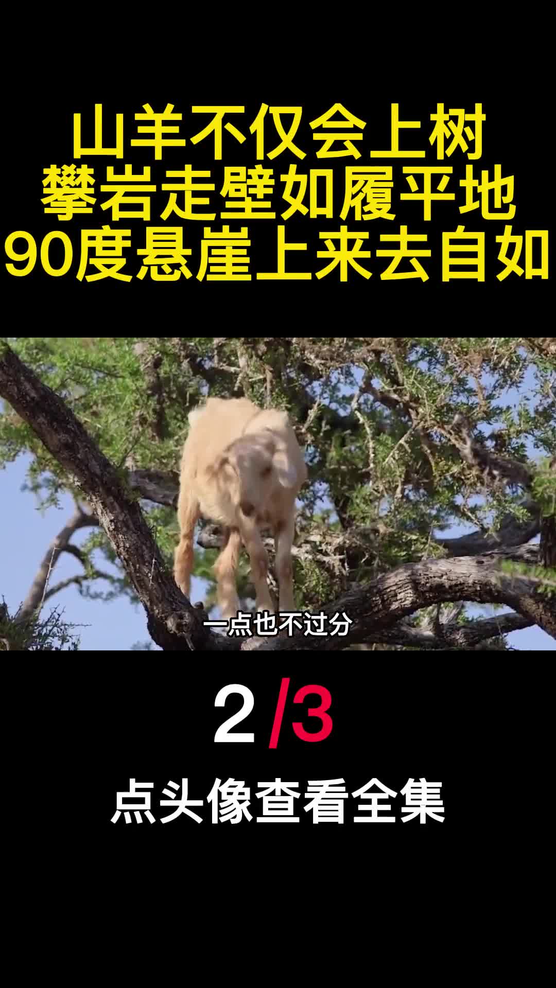 山羊不仅会上树攀岩走壁如履平地90度悬崖上来去自如2