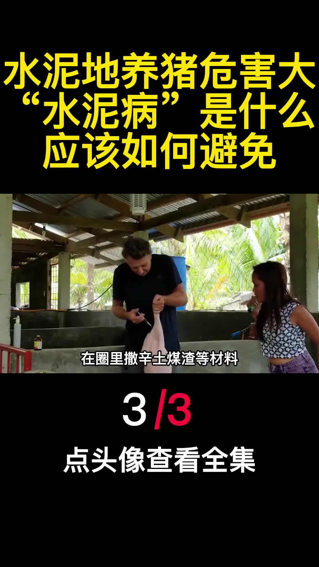 水泥地养猪危害大水泥病是什么应该如何避免3